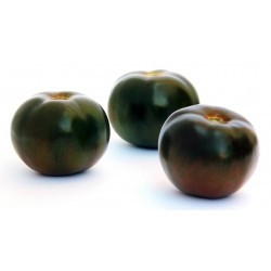 Black Prince Tomato Seeds Organically Grown