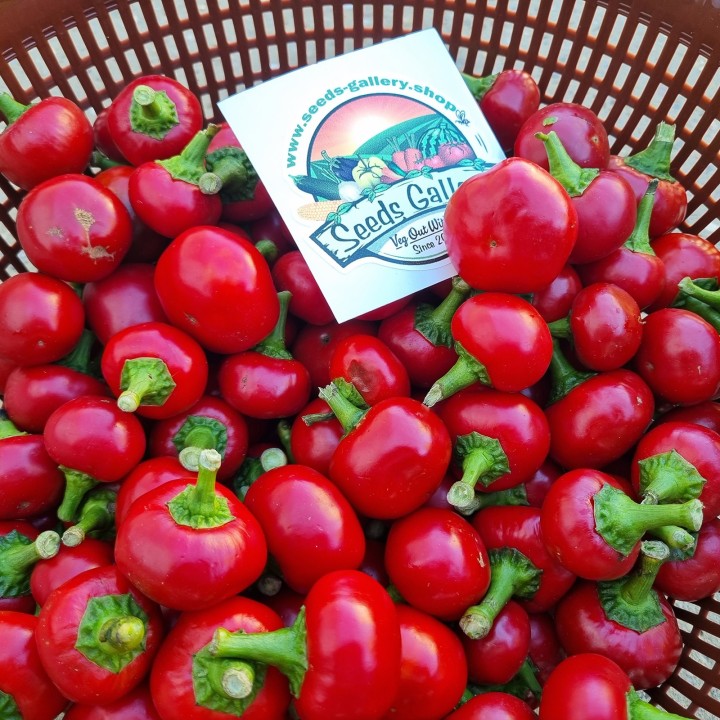 Duża Czerwona Wiśnia - Nasiona Chili - 193.527799