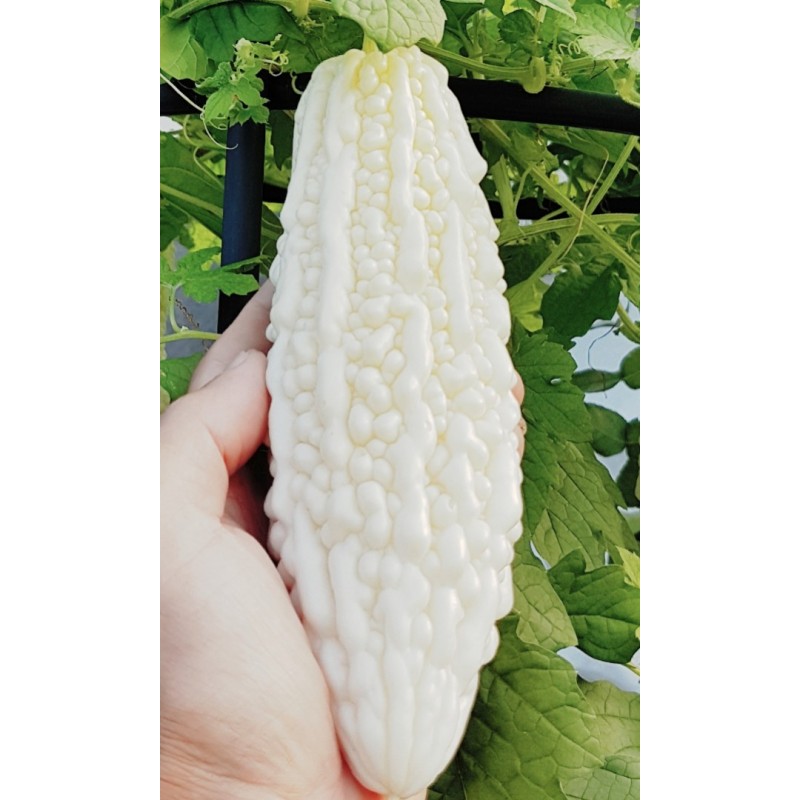 Price: €6.5 - Vit Bittergurka - Karela Frön (Momordica charantia) - Seeds Gallery