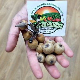 Nasiona Dzika gruszka, gruszki o liściach migdałowych (Pyrus amygdaliformis) - 1.935