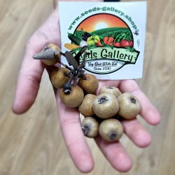 Price: €2.15 - Semillas de Peral de hojas de almendro (Pyrus amygdaliformis) - 