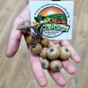 Price: €2.15 - Semințe de Pară sălbatică, Pere cu frunze de migdale (Pyrus amygdaliformis) - 
