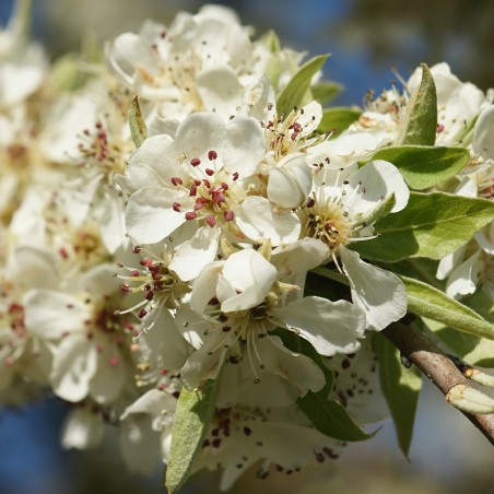 Price: €2.15 - Semințe de Pară sălbatică, Pere cu frunze de migdale (Pyrus amygdaliformis) -