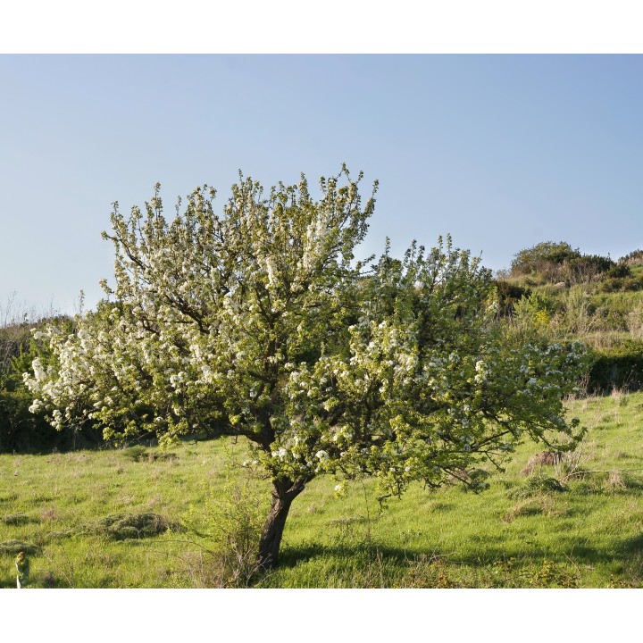 Nasiona Dzika gruszka, gruszki o liściach migdałowych (Pyrus amygdaliformis) - 1.935