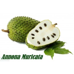 Price: €3.85 - Graines de Corossolier (Annona muricata) -