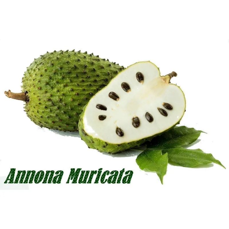 Stachelannone Samen, Sauersack (Annona muricata)