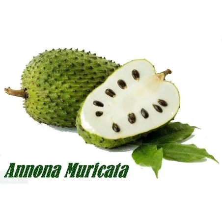 Graviola - Soursop Seeds (Annona muricata)