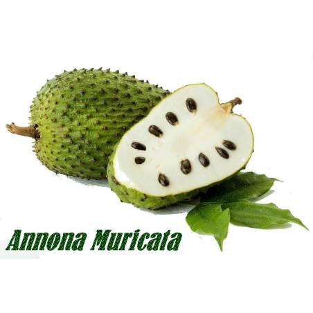 Stachelannone Samen, Sauersack (Annona muricata)