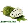 Stachelannone Samen, Sauersack (Annona muricata)