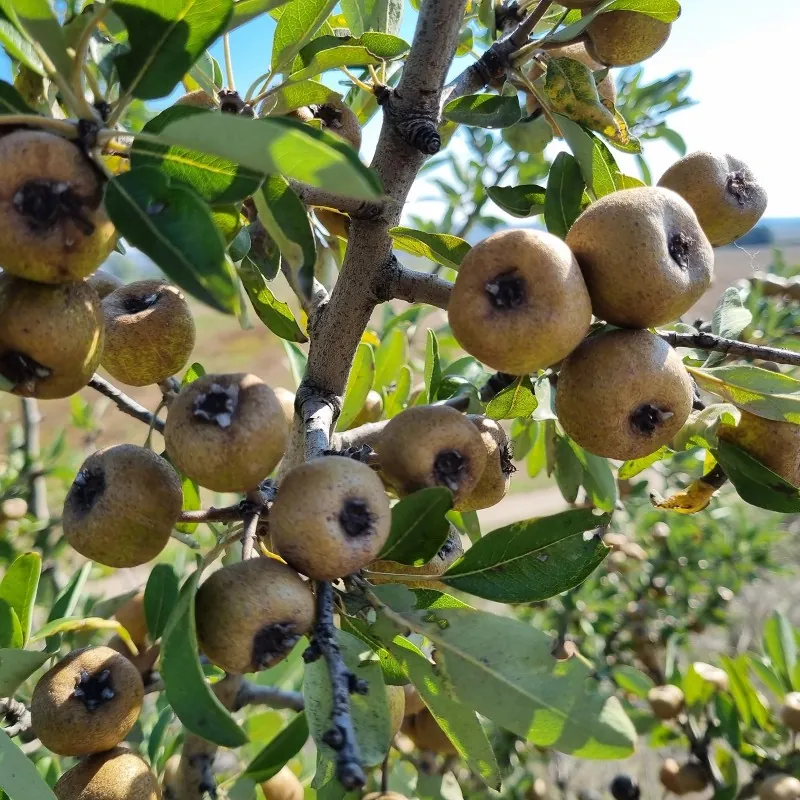 Semillas de Peral de hojas de almendro (Pyrus amygdaliformis)