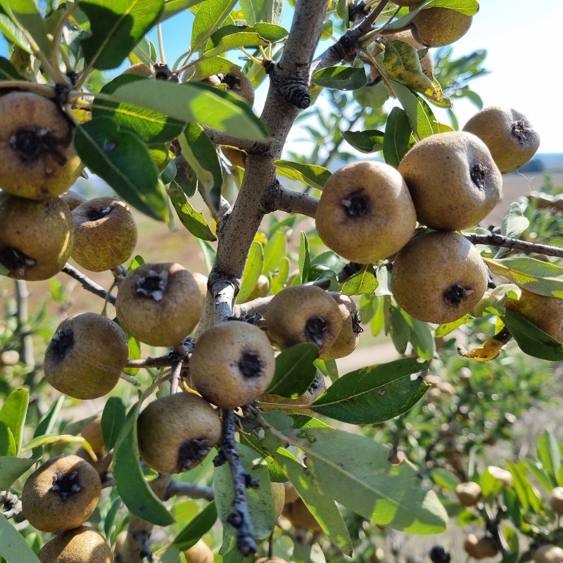Σπόροι Γκορτσιά, άγριας αχλαδιάς (Pyrus amygdaliformis)