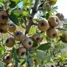 Semillas de Peral de hojas de almendro (Pyrus amygdaliformis)
