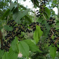 Price: €1.85 - Semillas de cerezo de Manchuria (Prunus maackii) - 