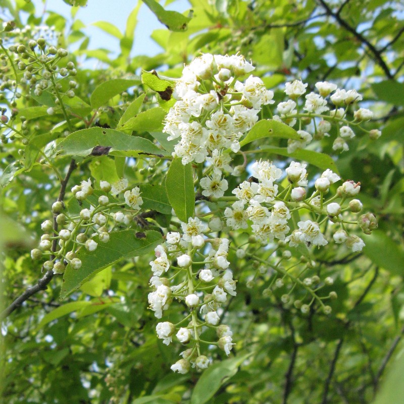 Manchurian cherry Seeds (Prunus maackii) | €1.85