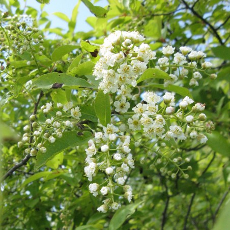 Manchurian cherry Seeds (Prunus maackii) | €1.85