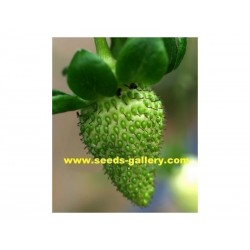 Zelena Jagoda Seme - Egzoticnih Plodova