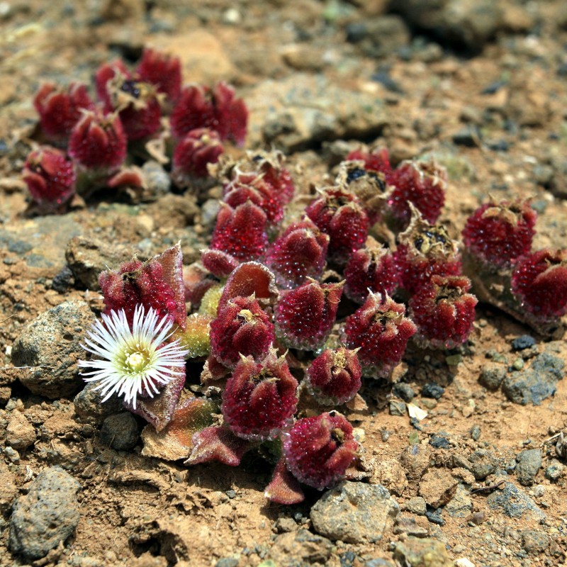 Mesembryanthemum crystallinum, Ice växtfrön | 1,50 €