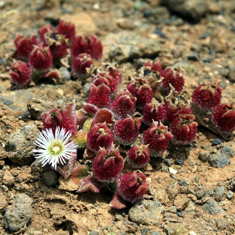 Σπόροι Mesembryanthemum crystallinum
