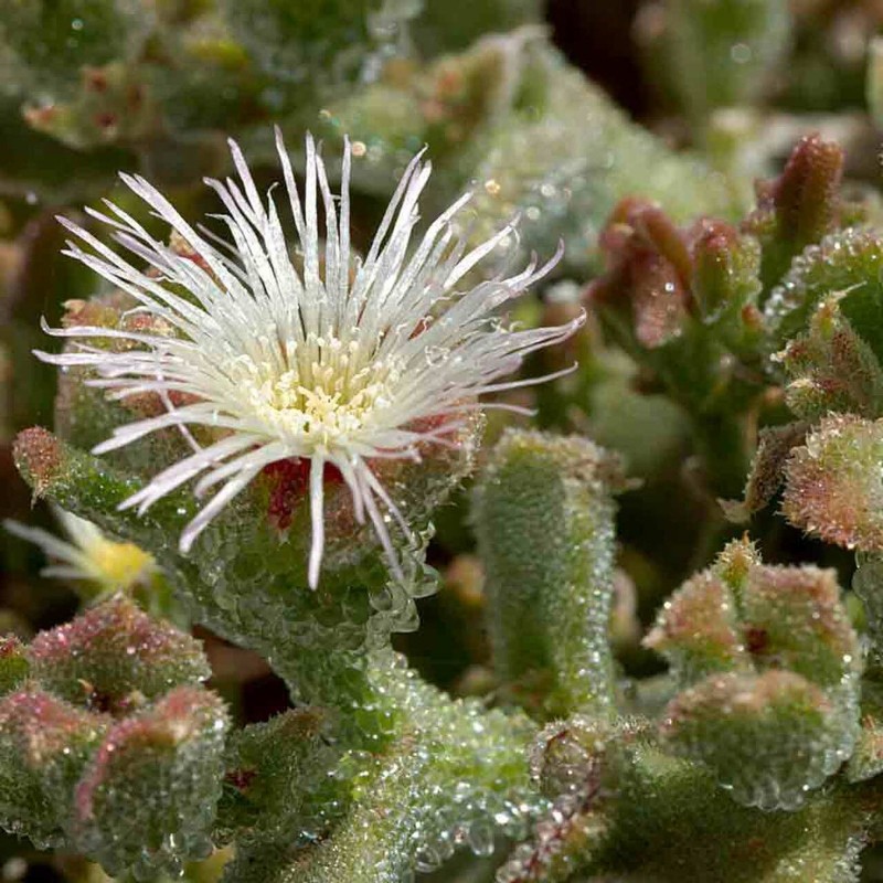 Mesembryanthemum crystallinum, Ice växtfrön | 1,50 €