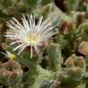 Mesembryanthemum crystallinum, Ice växtfrön | 1,50 €