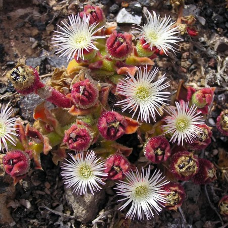 Mesembryanthemum crystallinum, Ice växtfrön | 1,50 €