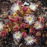 Mesembryanthemum crystallinum, Ice växtfrön | 1,50 €