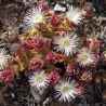 Σπόροι Mesembryanthemum crystallinum