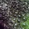 Σπόροι Mesembryanthemum crystallinum