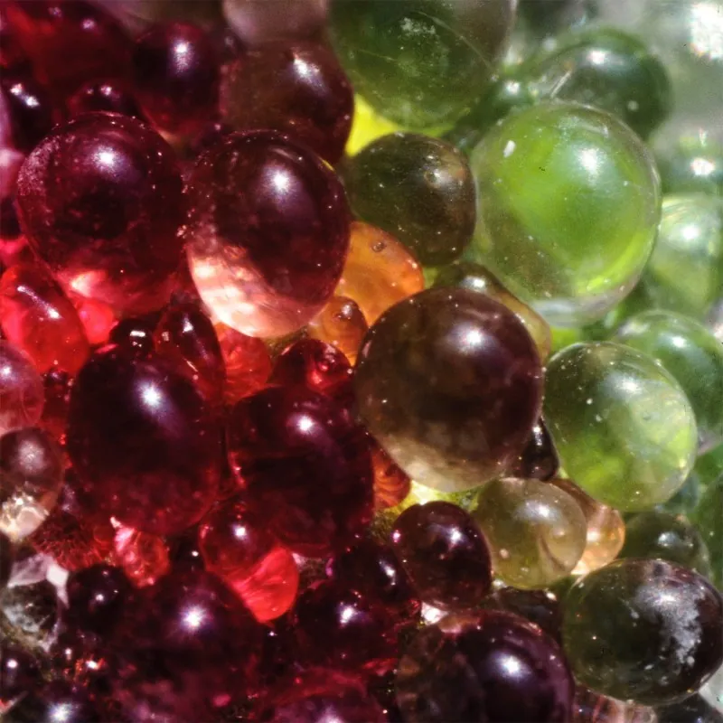 Σπόροι Mesembryanthemum crystallinum