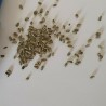 Price: €7.5 - Wasabi Καυτερό Αγριοράπανο σπόροι (Wasabia japonica) - 