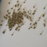 Wasabi Seeds (Wasabia japonica, Eutrema japonicum)