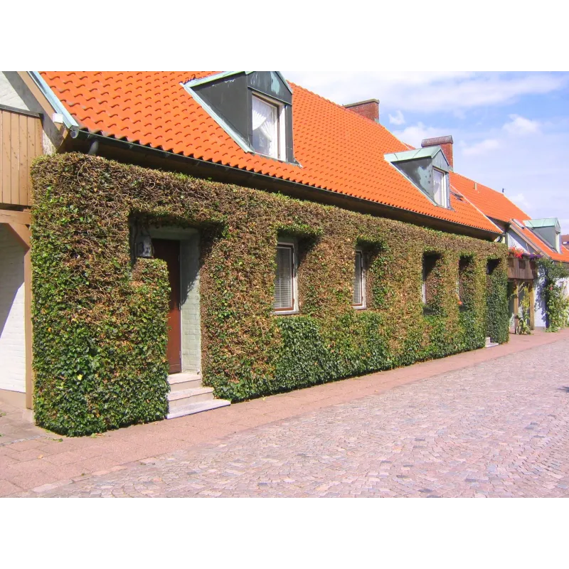 Common Ivy, English Ivy, European Ivy Seeds (Hedera helix)