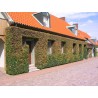 Common Ivy, English Ivy, European Ivy Seeds (Hedera helix)
