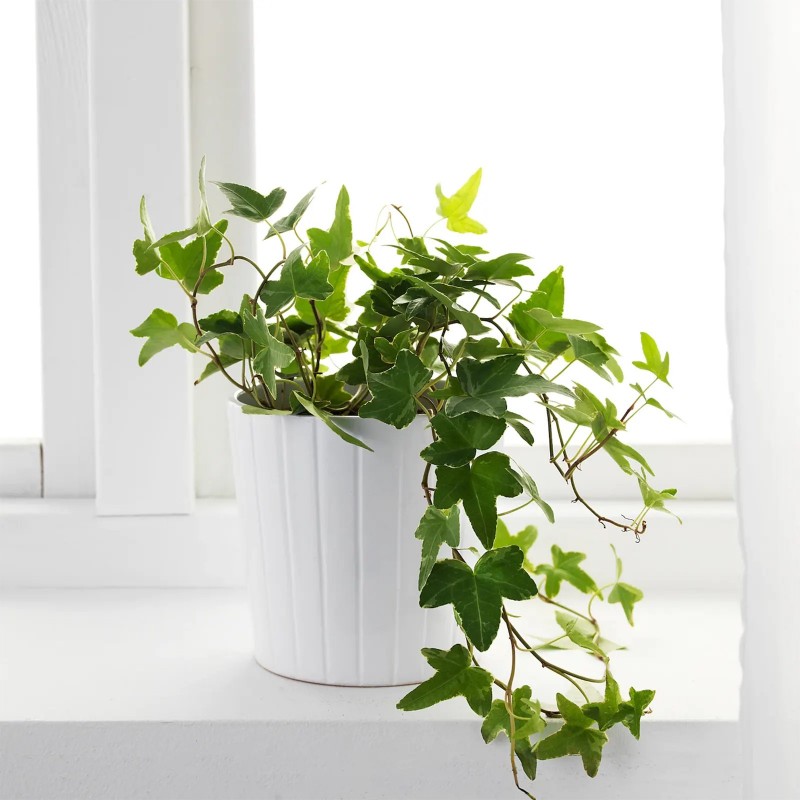 Price: €2.15 - Brsljan Seme (Hedera helix) - 