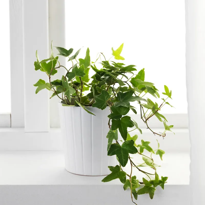 Semillas de Hiedra Común (Hedera helix)