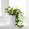 Semillas de Hiedra Común (Hedera helix)