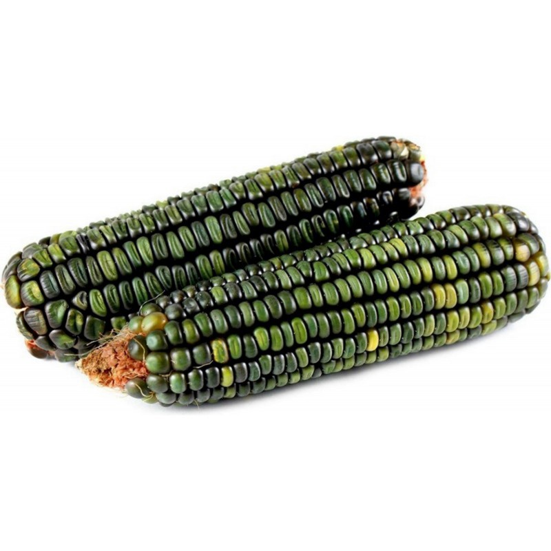 Price: €1.95 - Semi di mais dolce verde Oaxacan Green - 