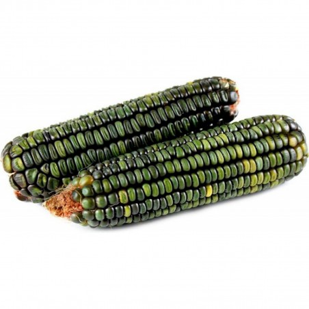 Price: €1.95 - Sementes De Milho Doce Verde Oaxaca Verde -