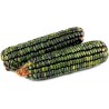 Graines de maïs doux vert Oaxaca vert