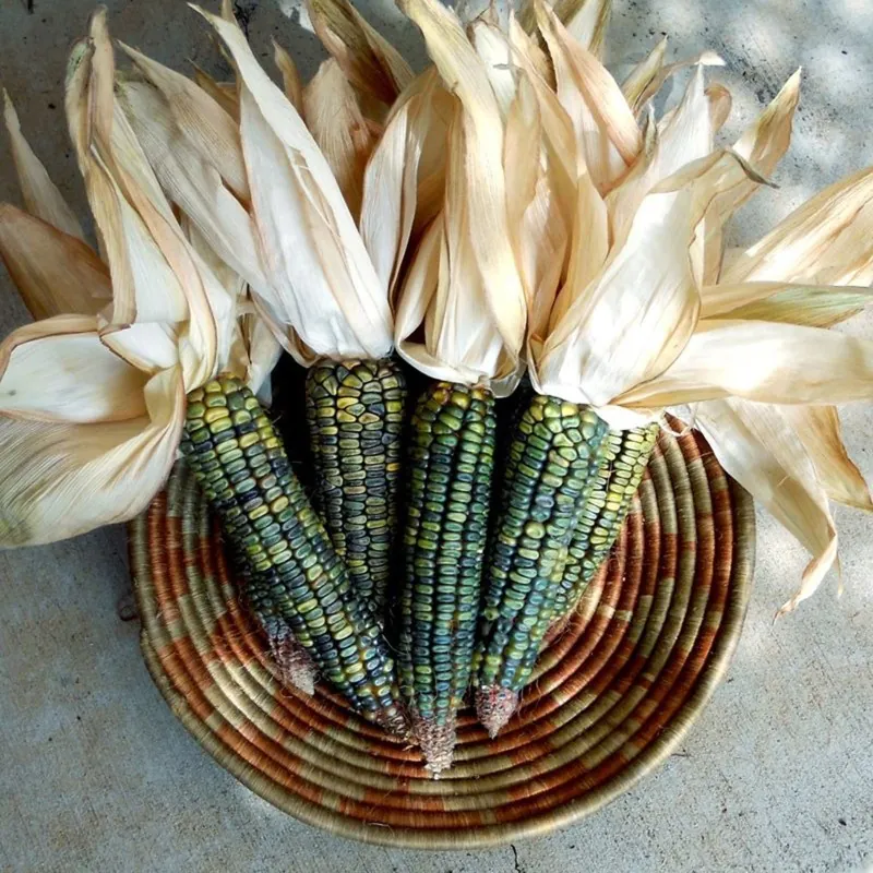 Semi di mais dolce verde Oaxacan Green