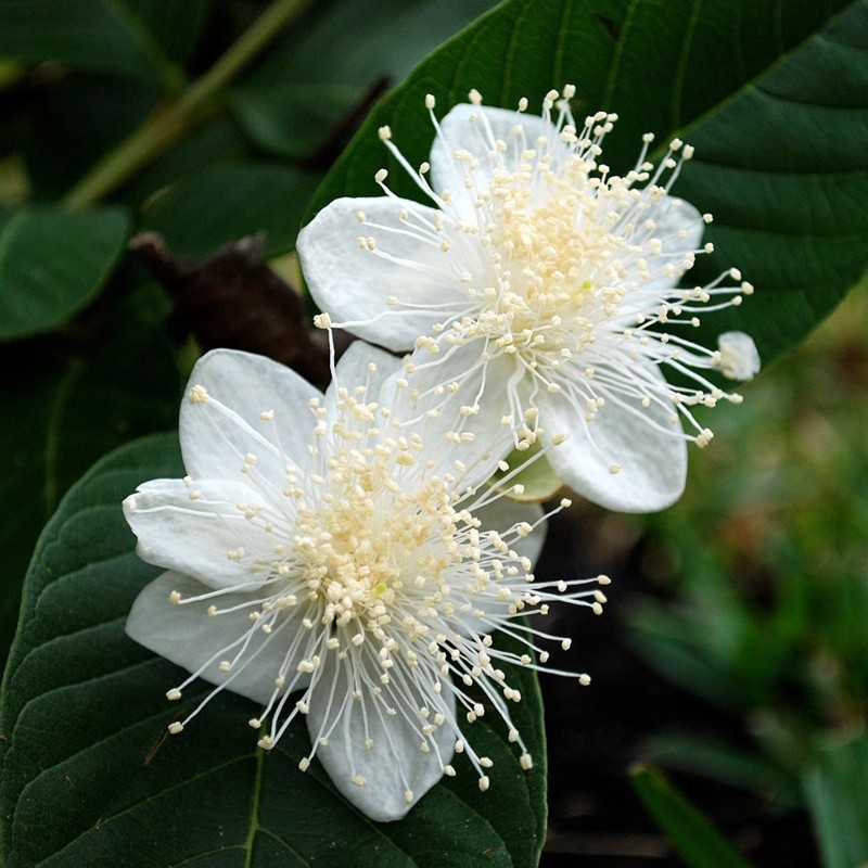 Σπόροι κοινής γκουάβα (Psidium guajava)
