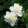 Σπόροι κοινής γκουάβα (Psidium guajava)