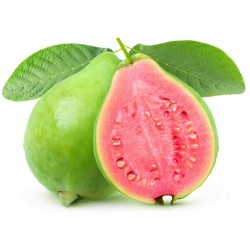 15 Semi di Guava-PSIDIUM GUAJAVA GUAVA-GIALLO-Regalo 5 semi di GIRASOLE 