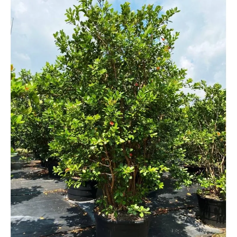 Közönséges guava magok (Psidium guajava)