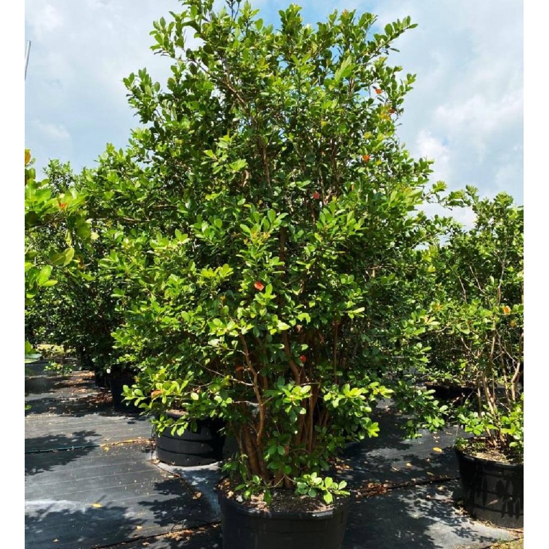 Price: €2.15 - Guava Seme (Psidium gujava) - 