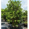 Σπόροι κοινής γκουάβα (Psidium guajava)