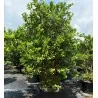 Közönséges guava magok (Psidium guajava)