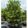 Price: €2.15 - Guava Seme (Psidium gujava) - 
