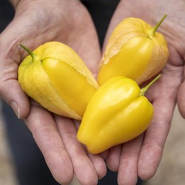 Nasiona Tomatillo Królowa Malinalco (Physalis ixocarpa) - 4.05