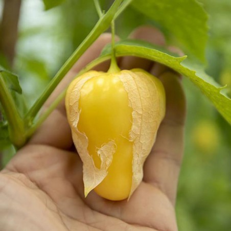 Samen Tomatillo Königin von Malinalco (Physalis Ixocarpa) | 4,50 €